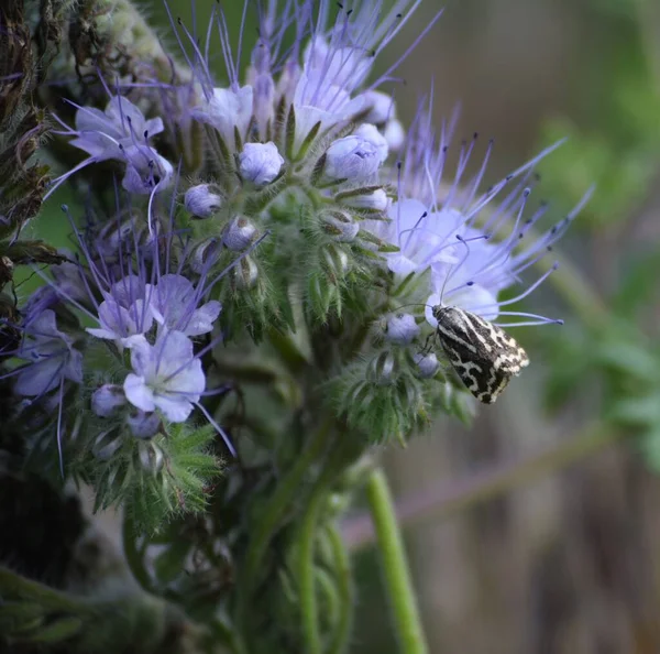 Enxofre Visto Phacelia — Fotografia de Stock