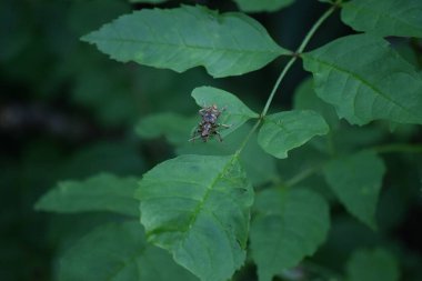 Yaprağın üzerinde siyah benekli Longhorn-beetle
