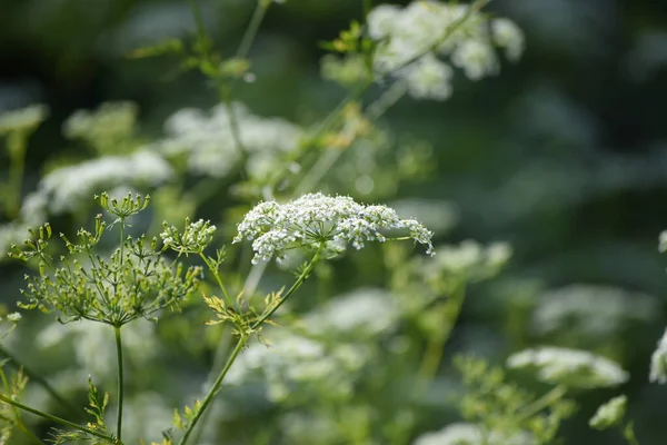Field Chervil Partial Inflorescence — Stock Photo, Image