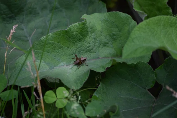 Commune Sombre Bush Cricket Sur Grande Feuille — Photo