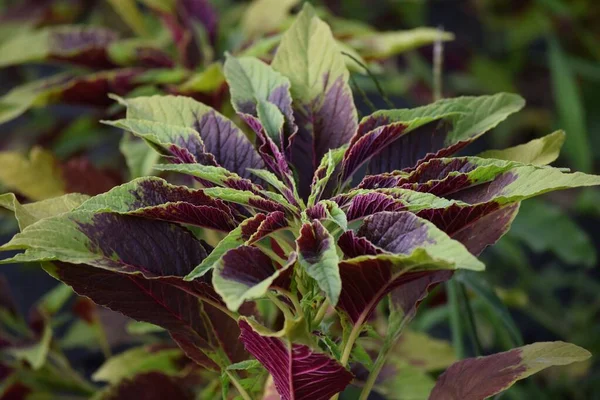 Pestrobarevný Zeleninový Amaranth Mouchou — Stock fotografie