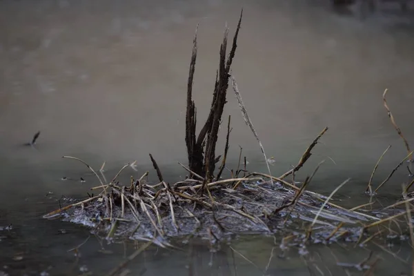 Grassland Destroyed Floods — 图库照片