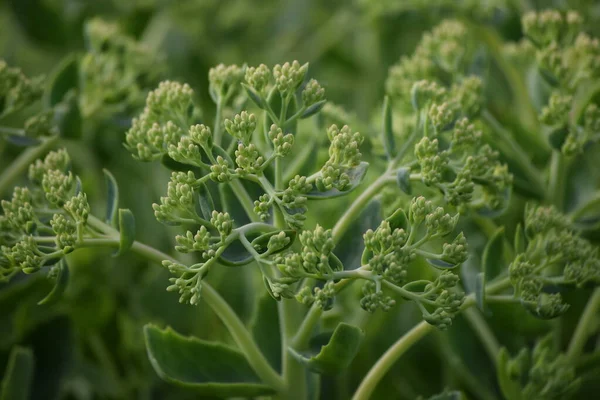 Sedum Bitkisinin Üzerinde Küçük Bir Bit Oturuyor — Stok fotoğraf