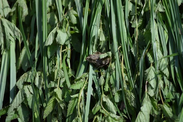 Green Turned High Tide Delights Frog — 图库照片