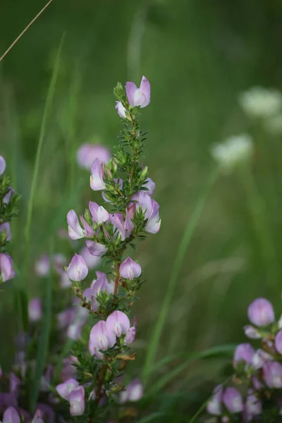 Espinhoso Restharrow Plena Bloom — Fotografia de Stock