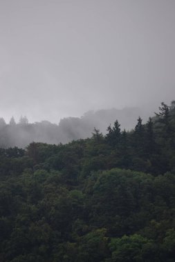 Sabah sisli bir dağ ormanı
