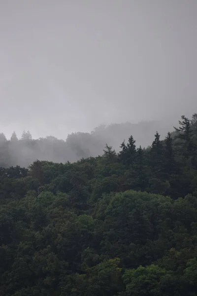 Una Mañana Bosque Montaña Niebla —  Fotos de Stock