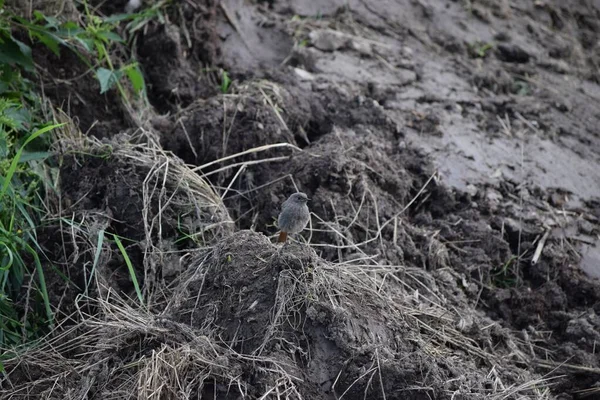 Redstart Ile Yakın Zamanda Dünya Kazdık — Stok fotoğraf