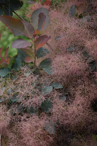 典型生长形式的湿烟灌丛 — 图库照片