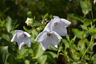 Beyaz bir balon çiçeği ve bir arı
