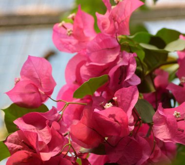 Pergola 'nın üstünde bir kartonpiyer