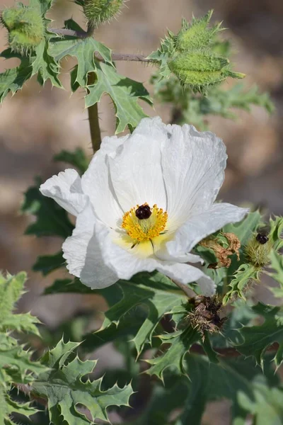 Dikenli Poppy Nin Beyaz Çiçeği — Stok fotoğraf