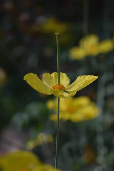 Flower Mexican Tulip Poppy — Stockfoto