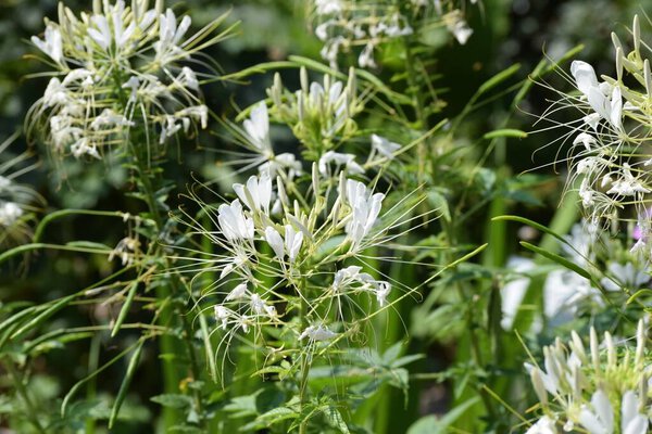 several white Spider flowers in the Garden
