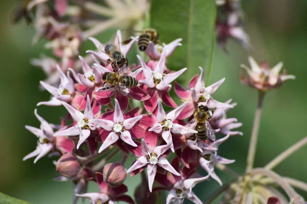 Včely Jsou Blázen Milkweed — Stock fotografie