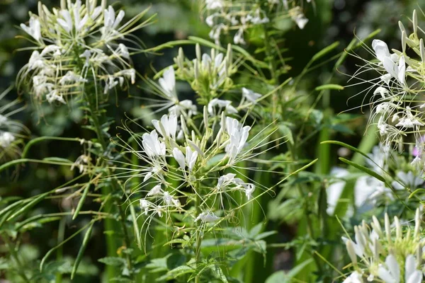 Mehrere Weiße Spinnenblumen Garten lizenzfreie Stockbilder