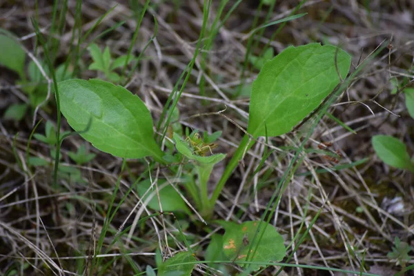 Chating Saltamontes Montaña Verde — Foto de Stock