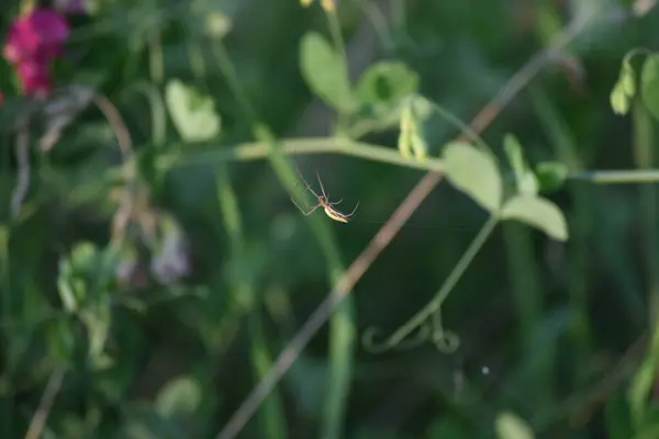 Girando Uma Aranha Mandíbula Grossa Sua Web — Fotografia de Stock