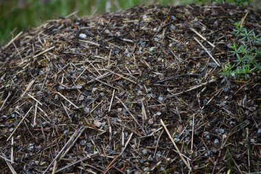 Karıncalar Yığınları çakıl taşlarıyla korur