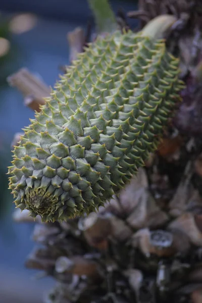 Die Beeindruckende Frucht Des Cycads — Stockfoto