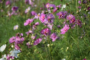 Veloutte Kozmos Çiçek Tarlasında