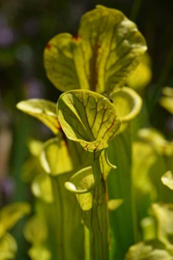 Güneş sarı sürahi bitkisinin içinden parlıyor.