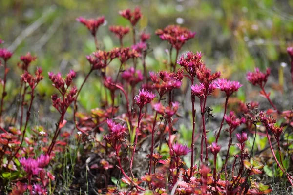 Kaukasische Steinhaufen Auf Einem Natürlichen Dach — Stockfoto