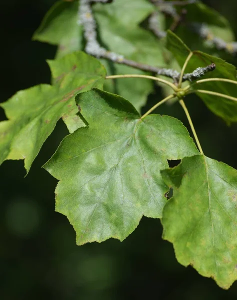 美しいサービスツリーの葉のマクロ — ストック写真