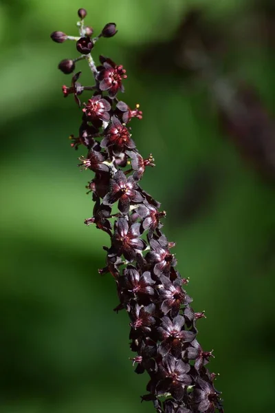 黒のベラトラムの詳細ページ — ストック写真