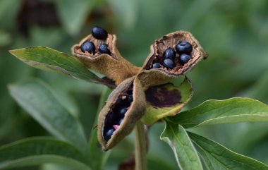 Güzel siyah şakayık tohumları
