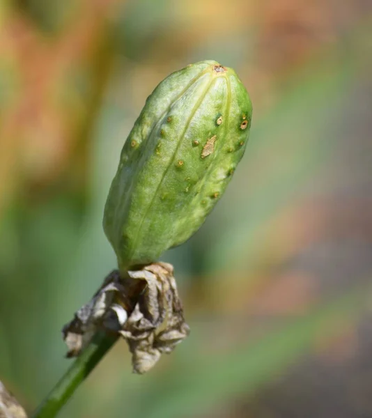 Gousses Graines Iris Après Floraison — Photo