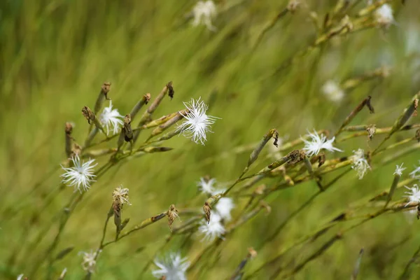 Frędzel Biały Dianthus Wietrze — Zdjęcie stockowe