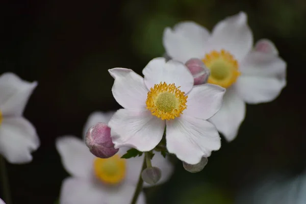 Autumn Anemone Begins Bloom Early August — Stock Photo, Image