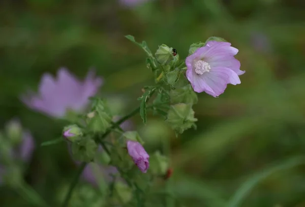 Común Malva Pulga Escarabajo Malva — Foto de Stock