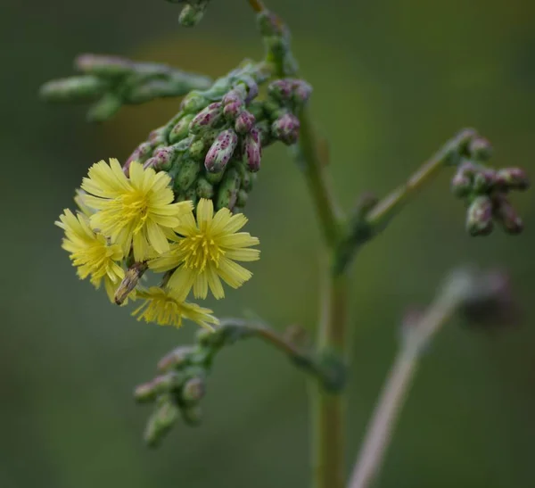 Fleur Jaune Laitue Épineuse — Photo