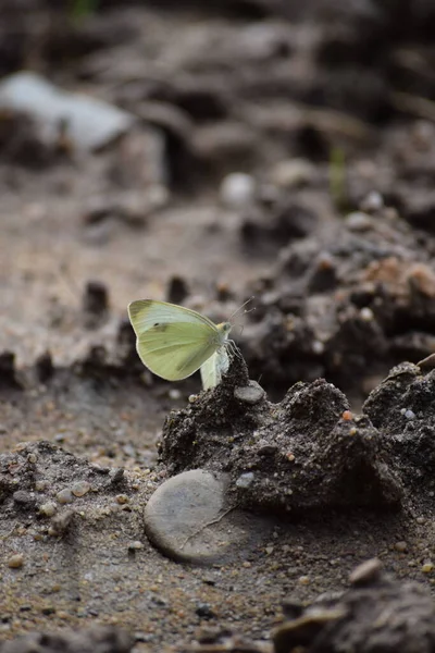 Papillon Trouve Beaucoup Nutriments Dans Sol — Photo