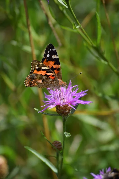 Splendide Spécimen Une Dame Papillon Peint — Photo