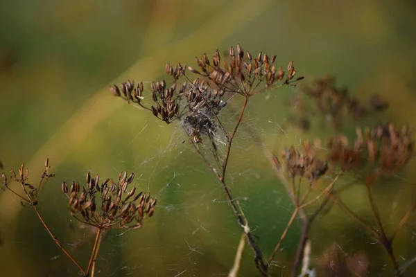 Pasternake上的Bowl和Doily Spider — 图库照片