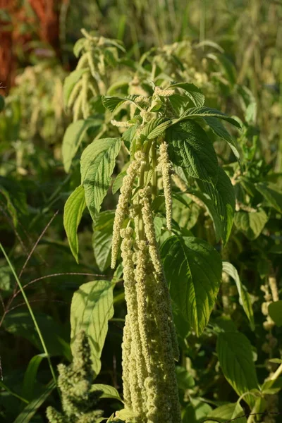 夕方の緑のタッセルの花 — ストック写真