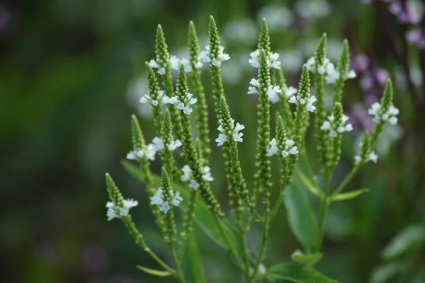 Λευκό Άνθος Μπλε Vervain Βράδυ — Φωτογραφία Αρχείου