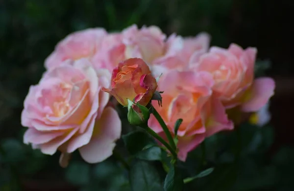 Ανθισμένα Τριαντάφυλλα Περιβάλλουν Ακόμα Κλειστά — Φωτογραφία Αρχείου