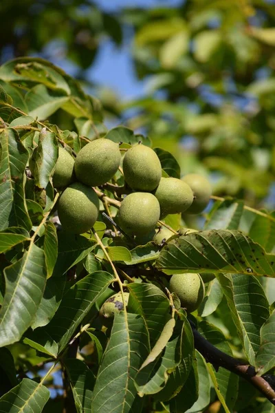Sayısız Meyvesi Olan Bir Ceviz Ağacı — Stok fotoğraf