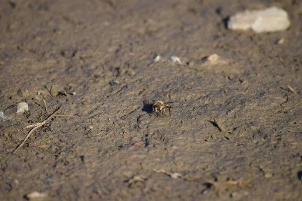 Una Mariposa Tierra Húmeda — Foto de Stock