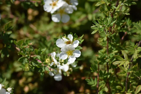 Vit Cinquefoil Grönt Utrymme Stor Parkeringsplats Royaltyfria Stockfoton