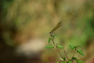 Nettle 'da kadın bantlı Demoiselle