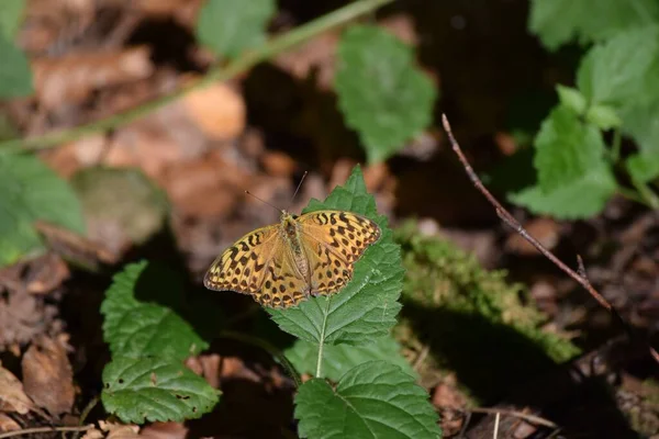 Stříbrem Omyté Fritillary Kopřivě — Stock fotografie