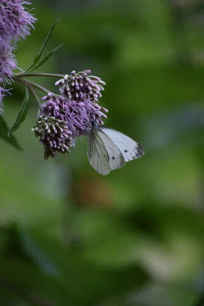 Zelená Žilkovaná Bílá Konopí — Stock fotografie