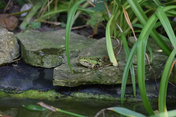 Kalın gölet kalkanı kurbağaya sabit bir su seviyesi verir.