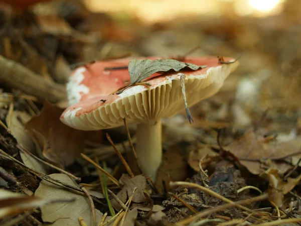 Korallbrittlegill Gömd Fallna Löv — Stockfoto