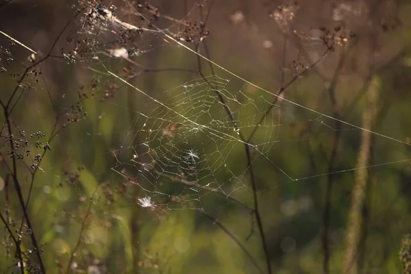 Flies Seeds Caught Net — Stock Photo, Image